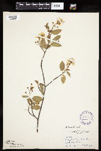 Amelanchier laevis image