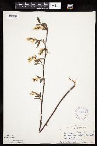 Amelanchier laevis image