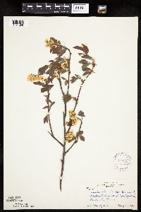 Amelanchier laevis image