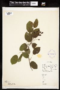 Amelanchier laevis image