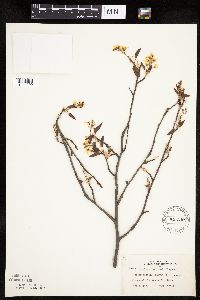 Amelanchier laevis image