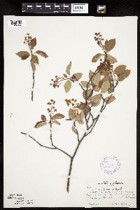 Amelanchier laevis image