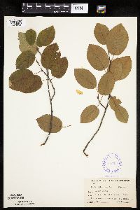 Amelanchier laevis image