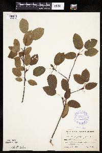 Amelanchier laevis image