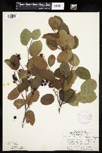 Amelanchier laevis image