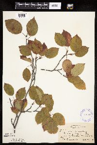 Amelanchier laevis image