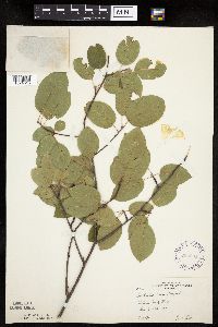 Amelanchier laevis image