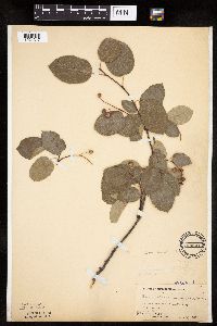 Amelanchier laevis image