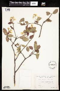 Amelanchier laevis image