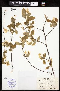 Amelanchier laevis image