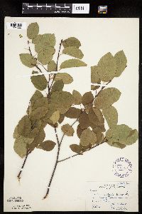 Amelanchier laevis image