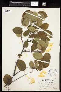 Amelanchier laevis image