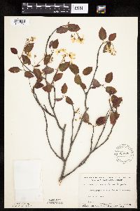 Amelanchier laevis image
