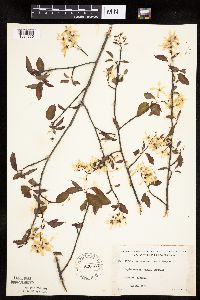 Amelanchier laevis image