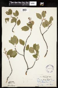 Amelanchier laevis image