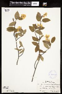 Amelanchier laevis image