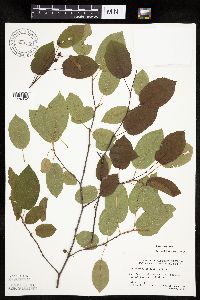 Amelanchier laevis image