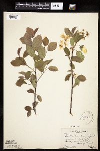 Amelanchier laevis image