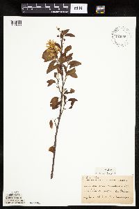 Amelanchier laevis image