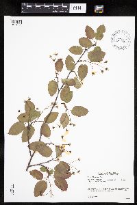 Amelanchier laevis image