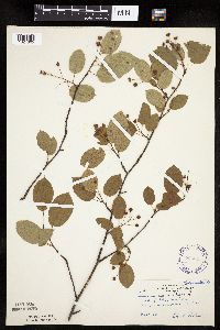 Amelanchier laevis image