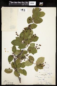 Amelanchier laevis image