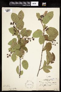 Amelanchier laevis image