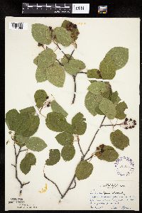 Amelanchier laevis image