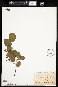 Amelanchier laevis image