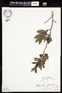 Amelanchier laevis image