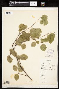 Amelanchier laevis x spicata image