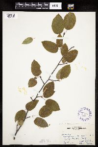 Amelanchier laevis x unknown image