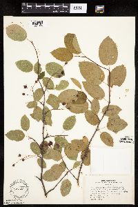 Amelanchier laevis x unknown image