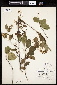 Amelanchier laevis x unknown image
