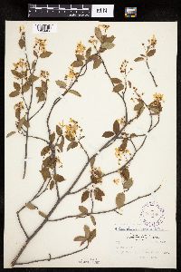 Amelanchier laevis x unknown image