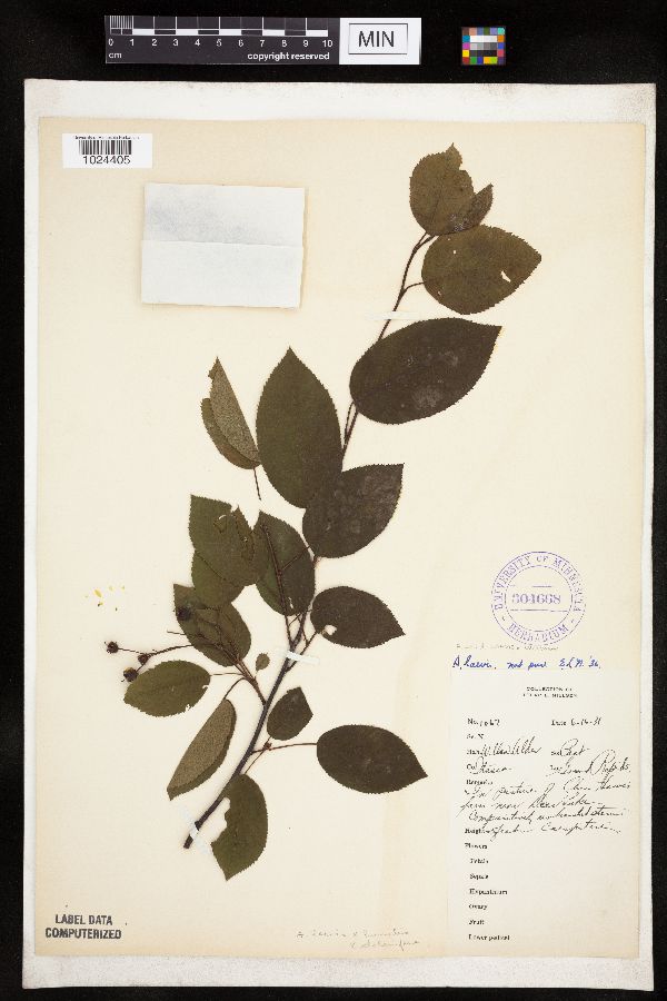 Amelanchier laevis x unknown image