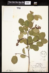 Amelanchier laevis x unknown image