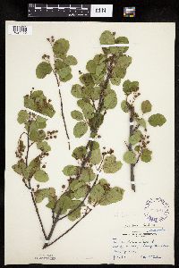 Amelanchier laevis x unknown image