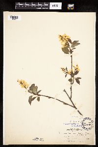 Amelanchier laevis x unknown image