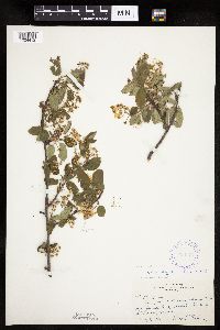 Amelanchier laevis x unknown image