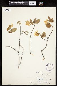Amelanchier laevis x unknown image