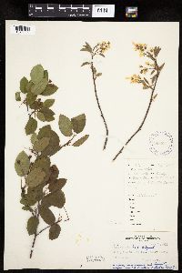 Amelanchier laevis x unknown image