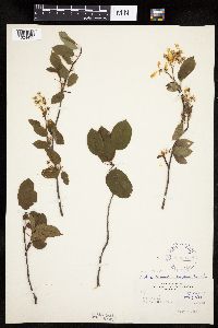 Amelanchier laevis x unknown image