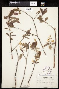 Amelanchier laevis x unknown image