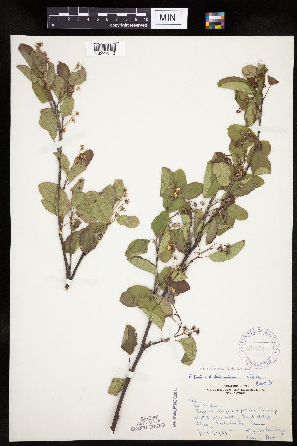 Amelanchier bartramiana x laevis image