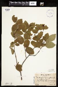 Amelanchier bartramiana x laevis image