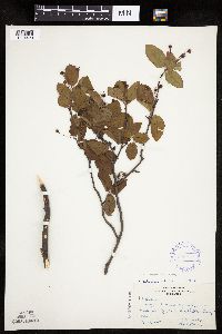 Amelanchier bartramiana x laevis image