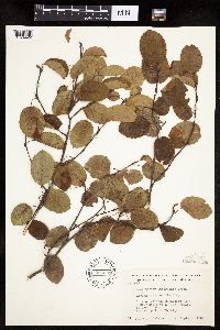 Image of Amelanchier intermedia x sanguinea