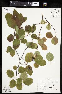 Amelanchier sanguinea image