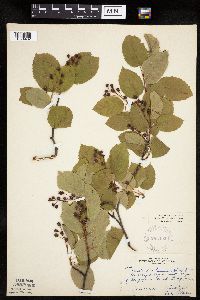 Amelanchier sanguinea image